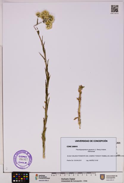 Pseudognaphalium gayanum [Espécimen: UDEC:CONC:0200815]