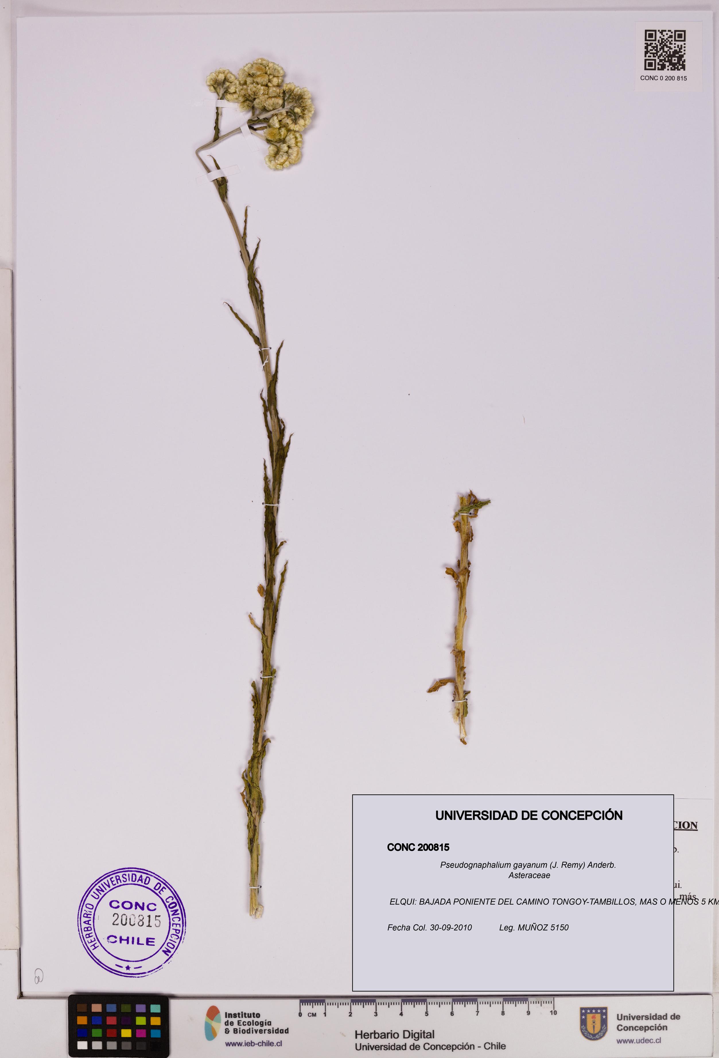 Pseudognaphalium gayanum [Espécimen: UDEC:CONC:0200815]