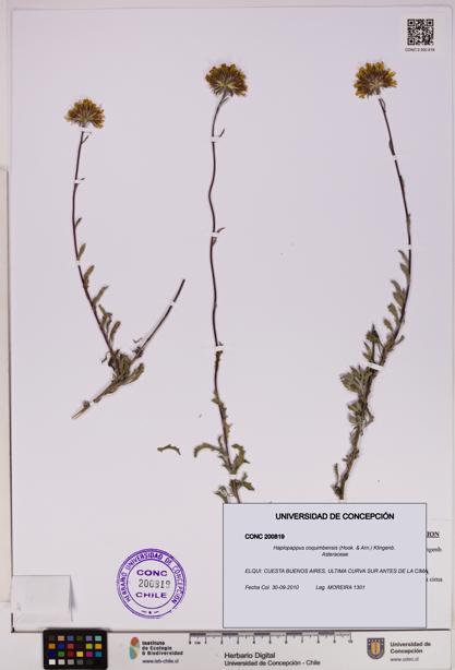 Haplopappus coquimbensis [Espécimen: UDEC:CONC:0200819]
