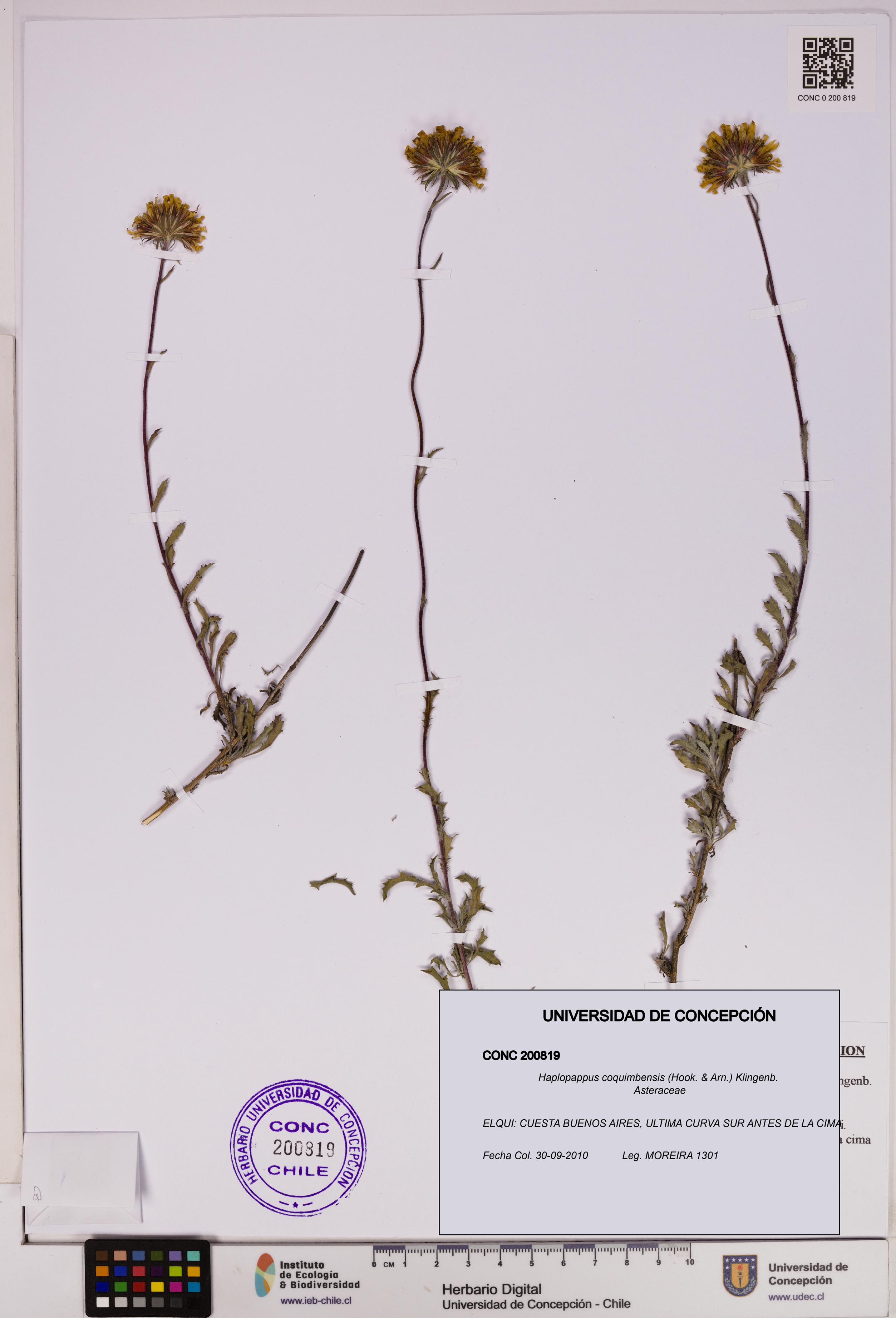 Haplopappus coquimbensis [Espécimen: UDEC:CONC:0200819]