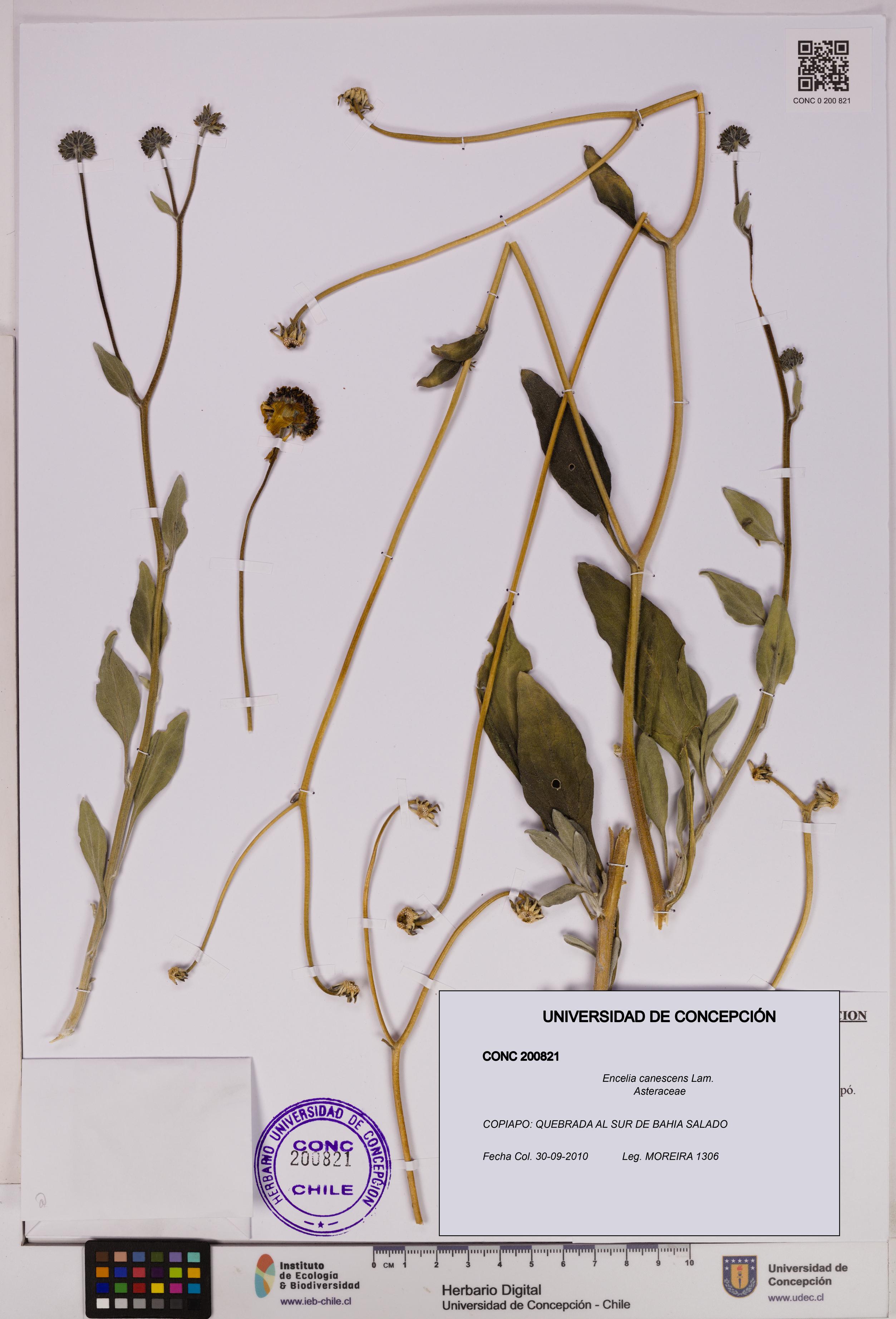 Encelia canescens [Espécimen: UDEC:CONC:0200821]