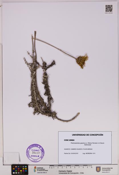 Plectocephalus gayanus [Espécimen: UDEC:CONC:0200824]