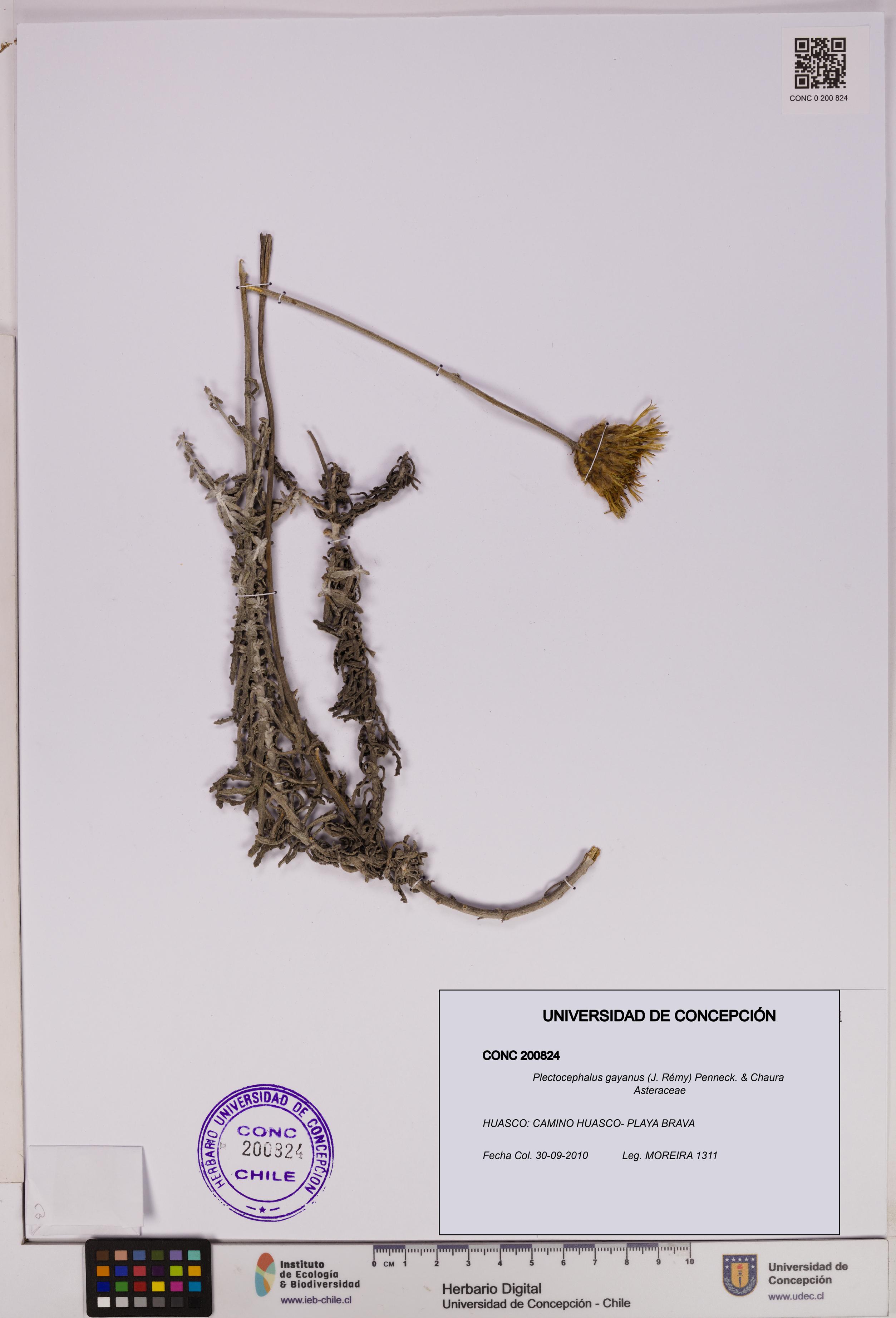 Plectocephalus gayanus [Espécimen: UDEC:CONC:0200824]