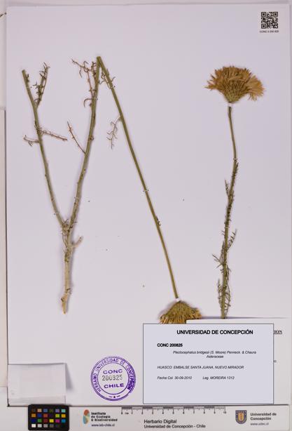 Plectocephalus bridgesii [Espécimen: UDEC:CONC:0200825]
