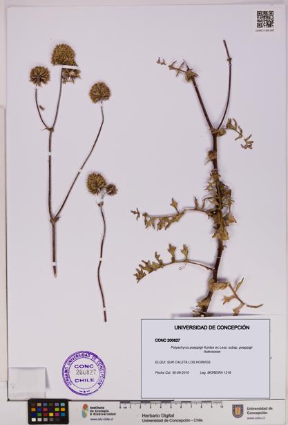 Polyachyrus poeppigii [Espécimen: UDEC:CONC:0200827]