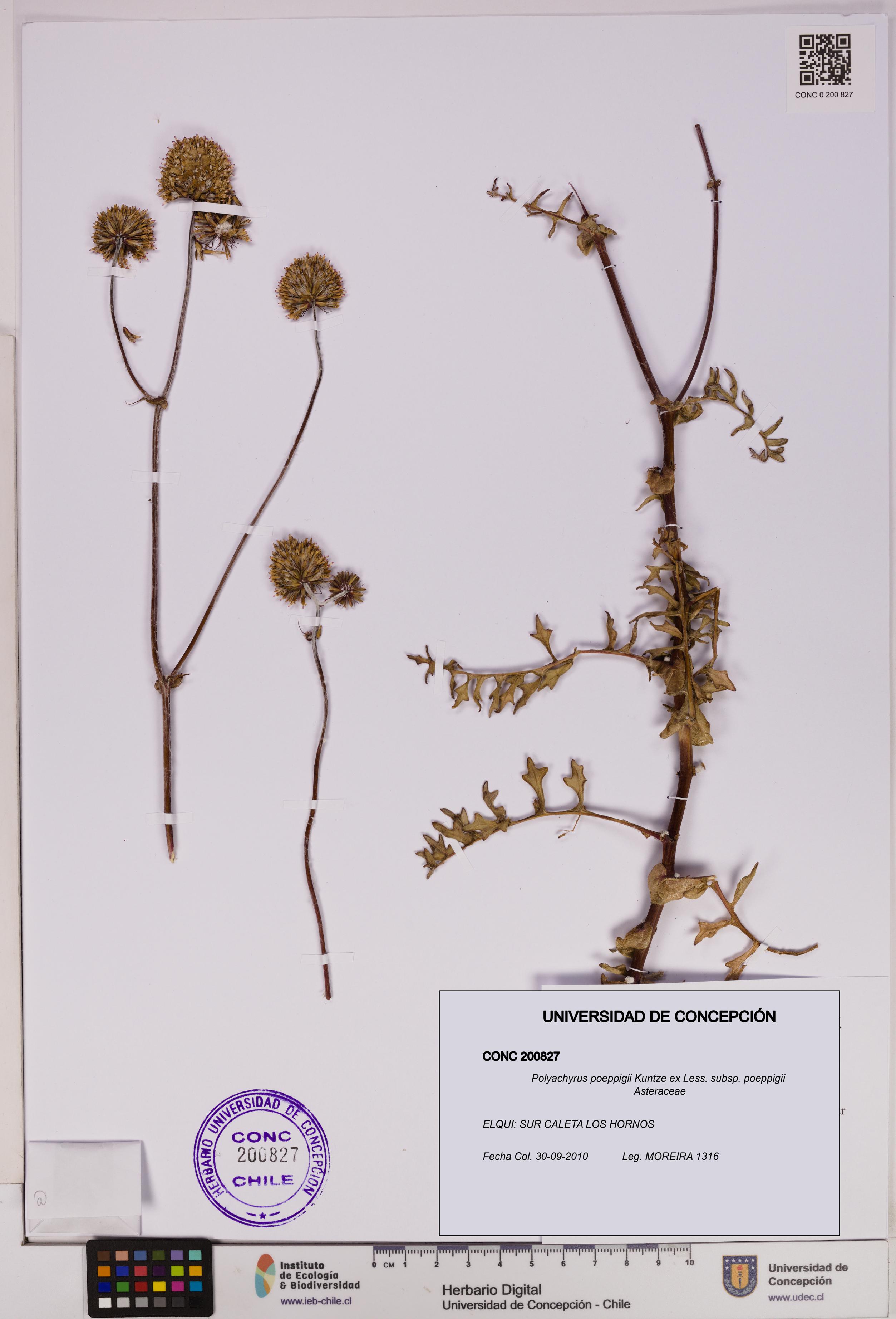 Polyachyrus poeppigii [Espécimen: UDEC:CONC:0200827]