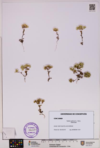 Triptilion gibbosum [Espécimen: UDEC:CONC:0200828]