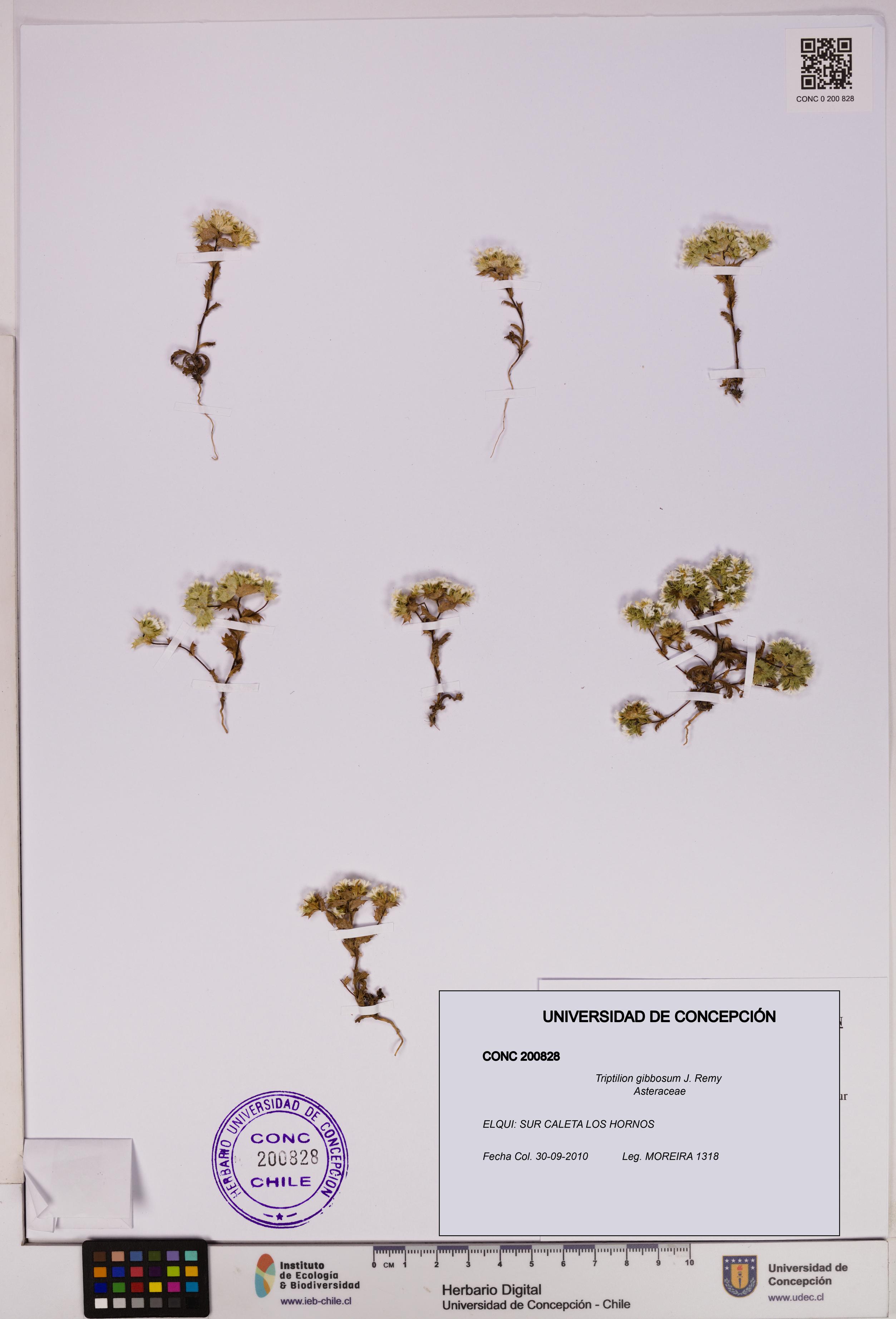 Triptilion gibbosum [Espécimen: UDEC:CONC:0200828]