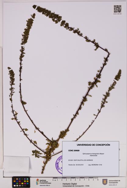 Ophryosporus triangularis [Espécimen: UDEC:CONC:0200829]