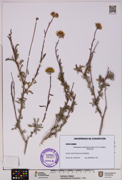 Haplopappus coquimbensis [Espécimen: UDEC:CONC:0200830]