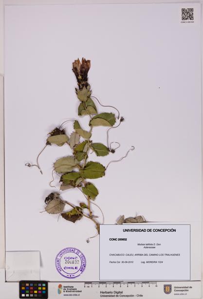 Mutisia latifolia [Espécimen: UDEC:CONC:0200832]