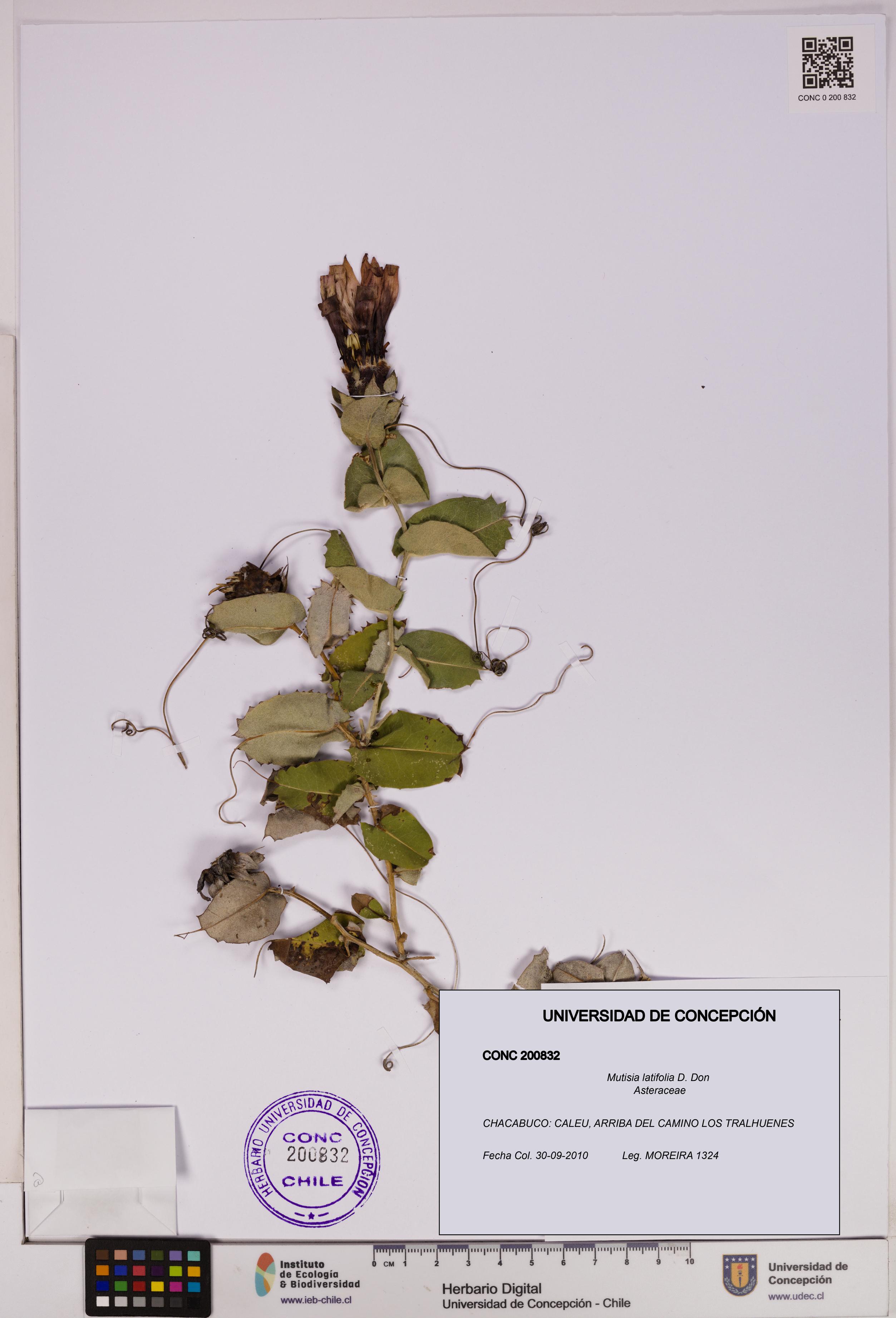 Mutisia latifolia [Espécimen: UDEC:CONC:0200832]