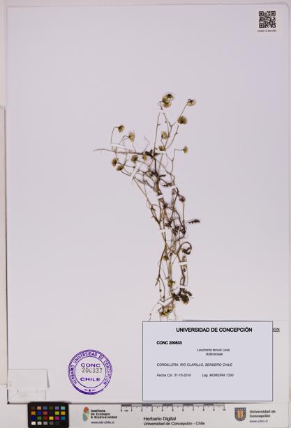 Leucheria tenuis [Espécimen: UDEC:CONC:0200833]