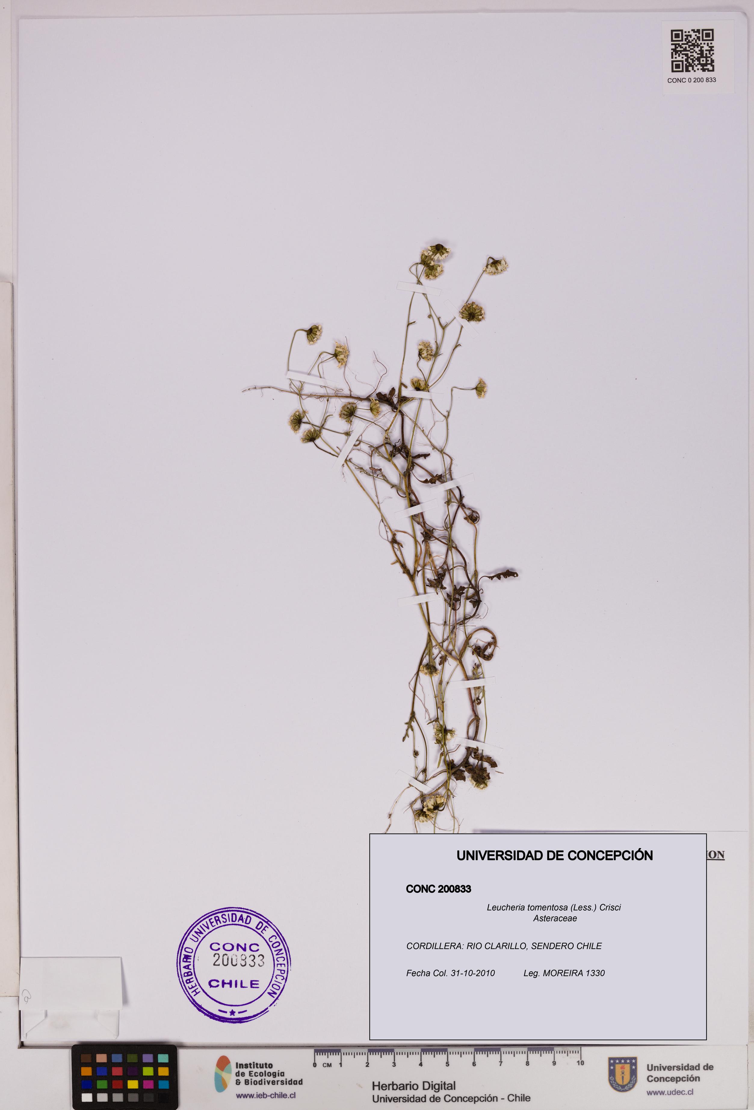 Leucheria tomentosa [Espécimen: UDEC:CONC:0200833]