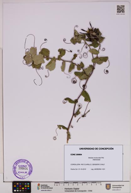 Mutisia involucrata [Espécimen: UDEC:CONC:0200834]