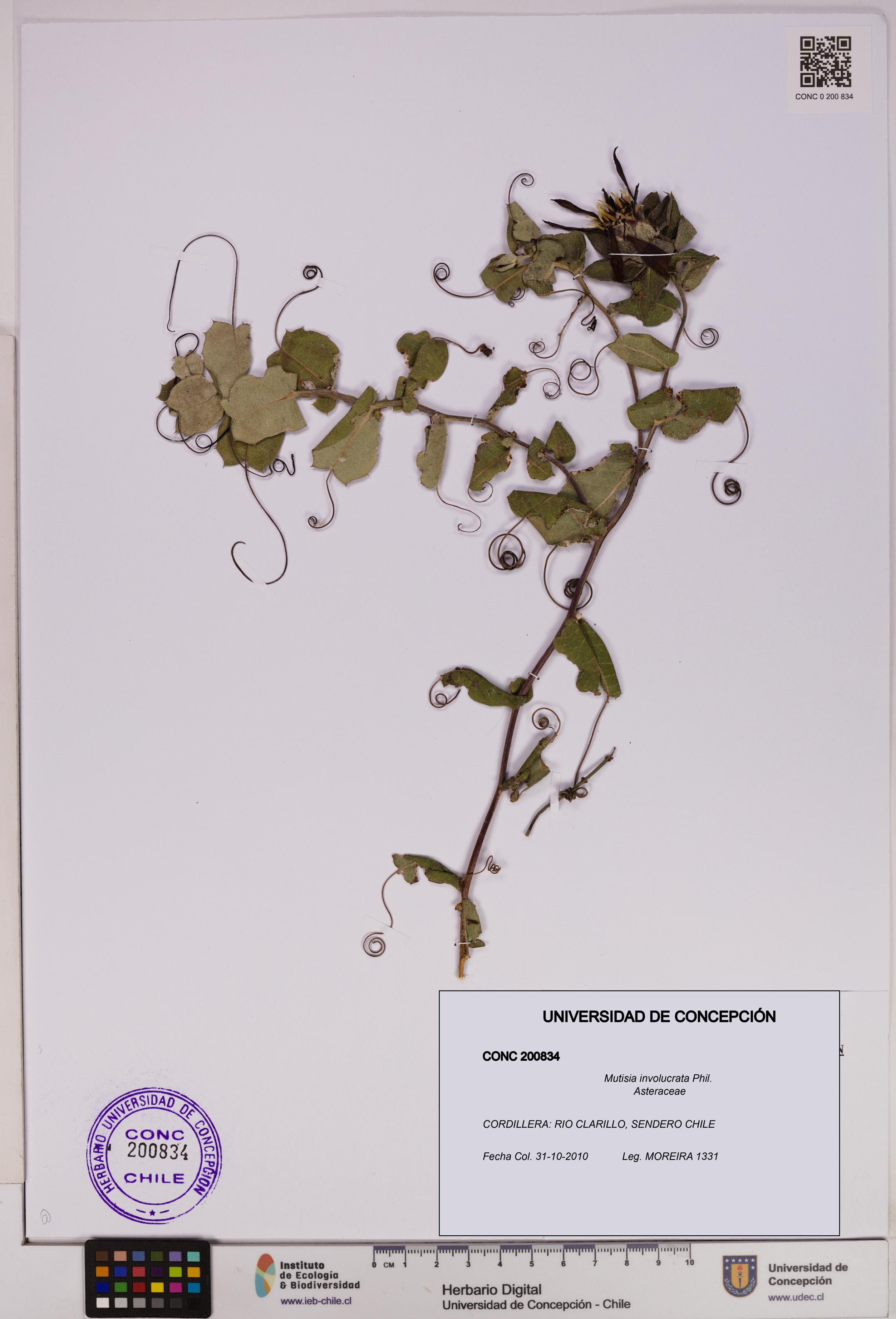 Mutisia involucrata [Espécimen: UDEC:CONC:0200834]