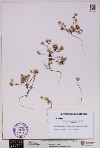Triptilion capillatum [Espécimen: UDEC:CONC:0200835]