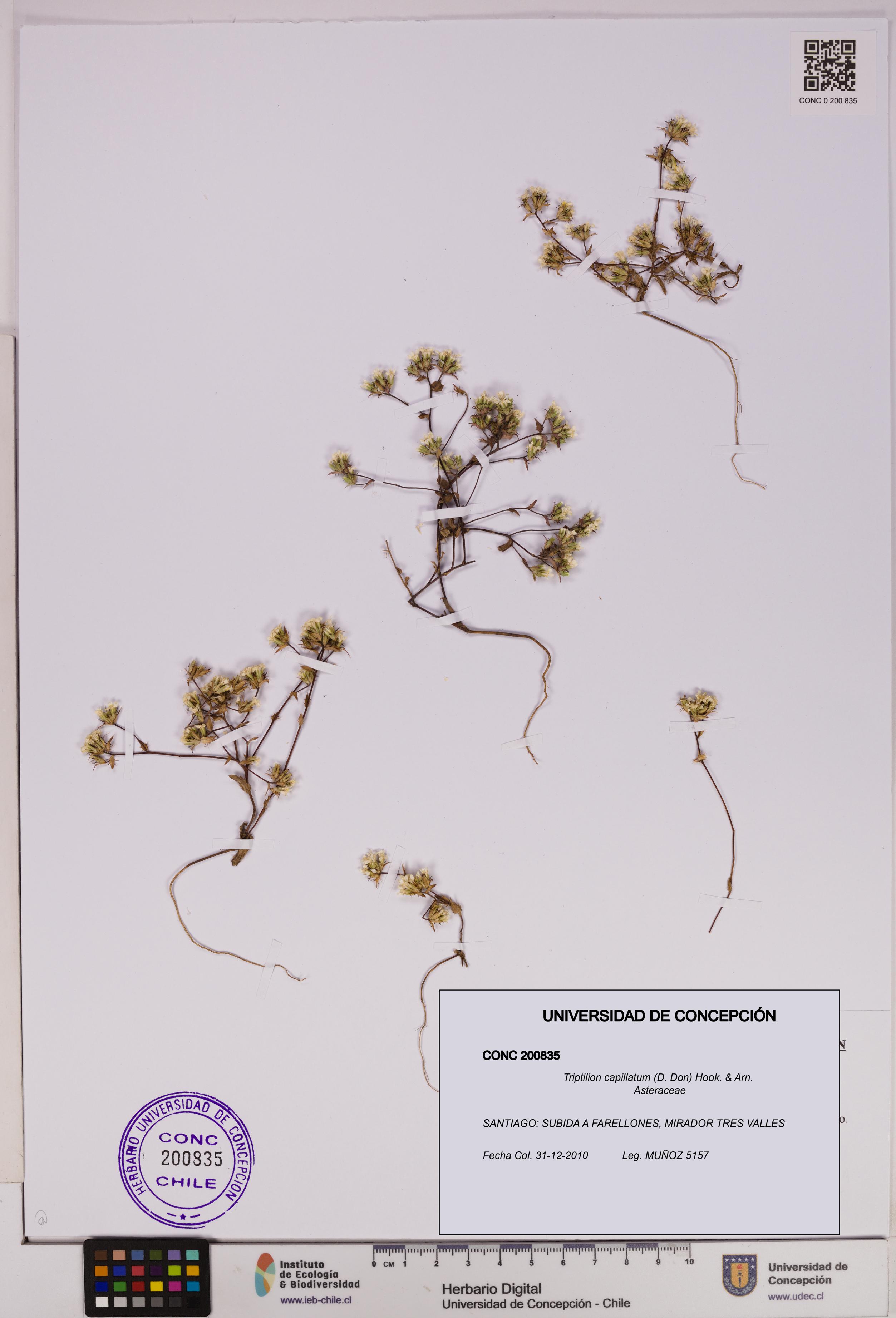 Triptilion capillatum [Espécimen: UDEC:CONC:0200835]