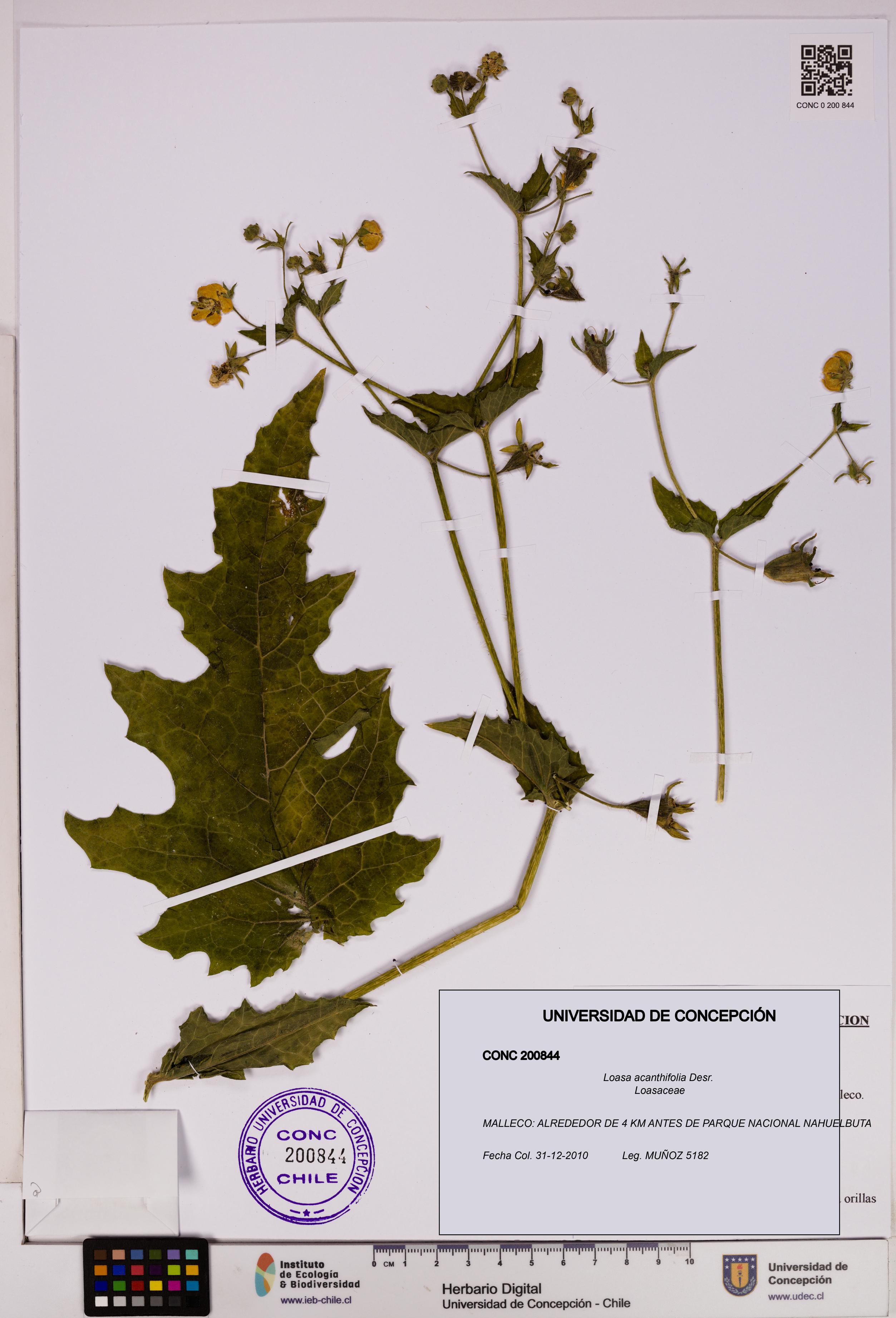 Loasa acanthifolia [Espécimen: UDEC:CONC:0200844]