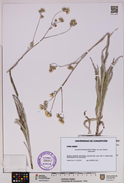 Leucheria lithospermifolia [Espécimen: UDEC:CONC:0200847]