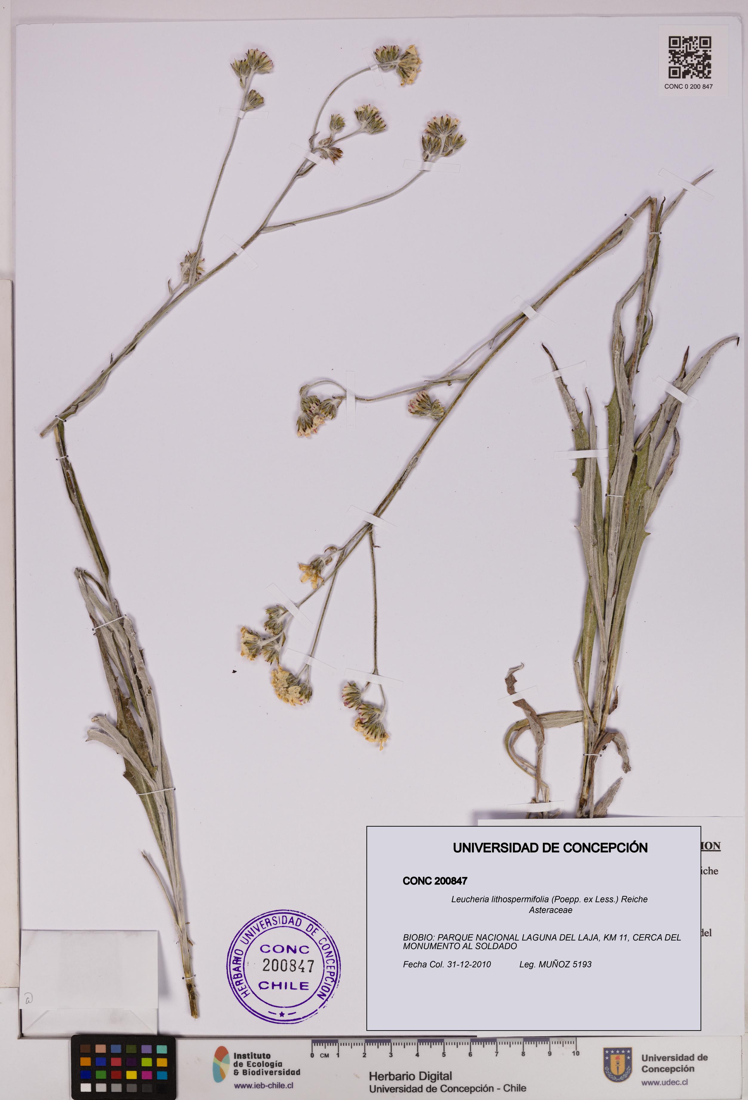 Leucheria lithospermifolia [Espécimen: UDEC:CONC:0200847]