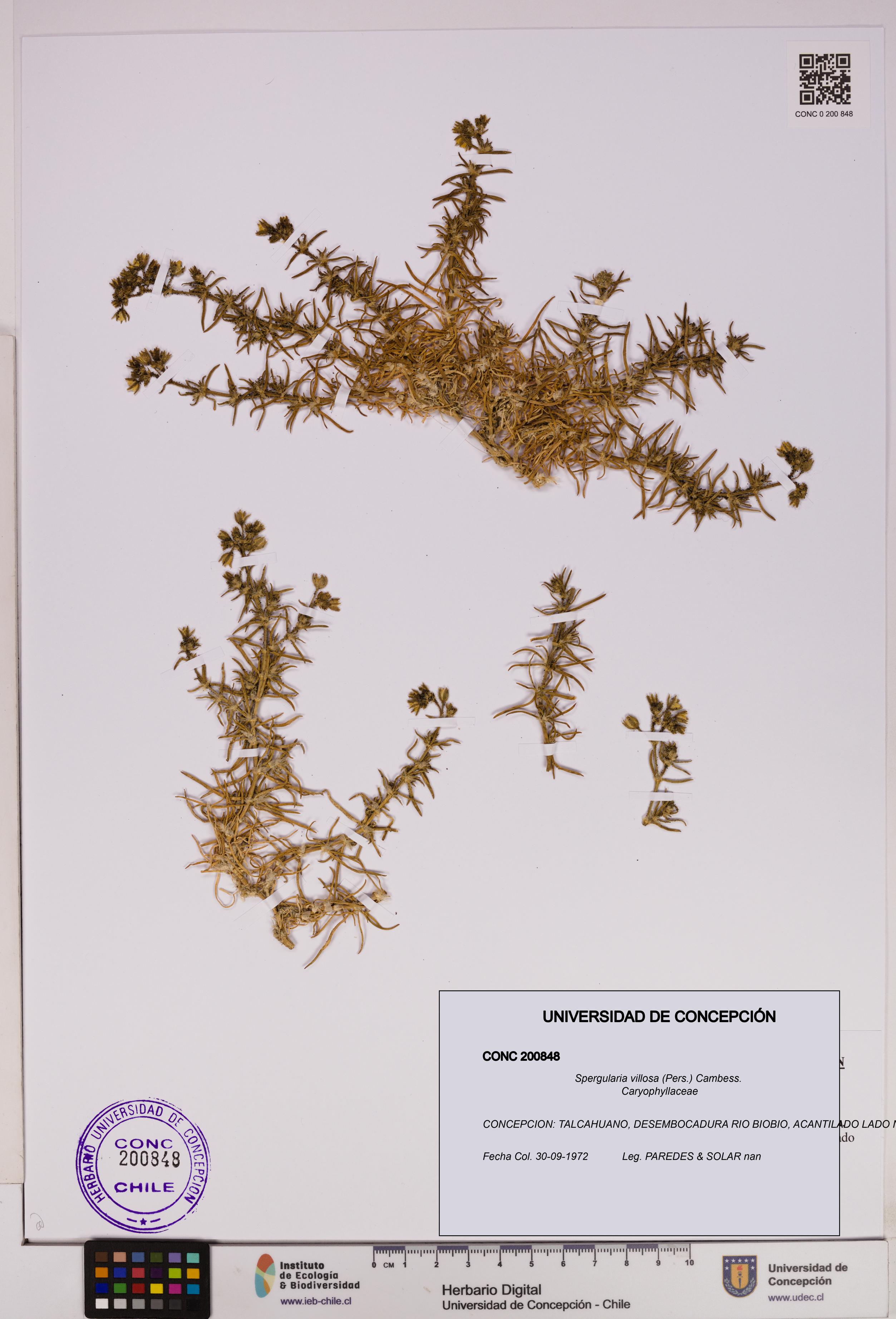 Spergularia villosa [Espécimen: UDEC:CONC:0200848]