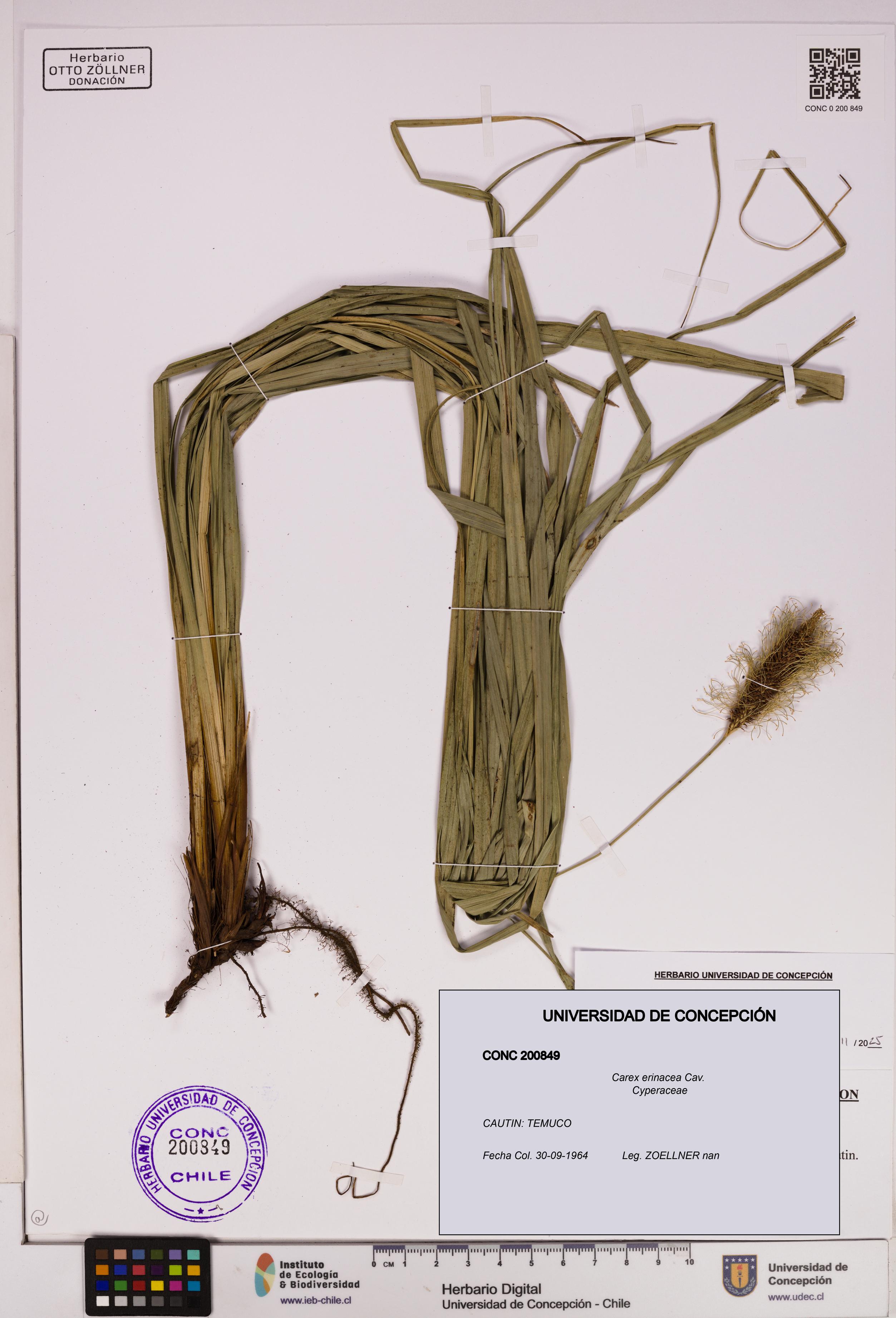 Carex erinacea [Espécimen: UDEC:CONC:0200849]