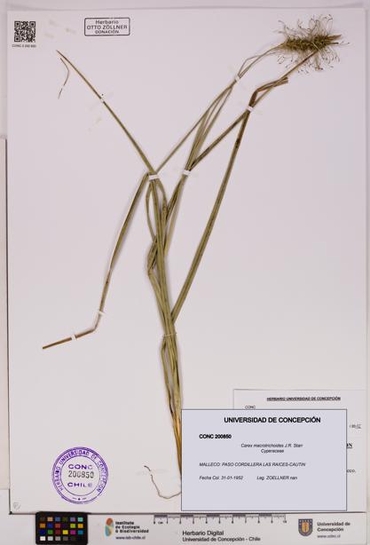 Carex macrotrichoides [Espécimen: UDEC:CONC:0200850]