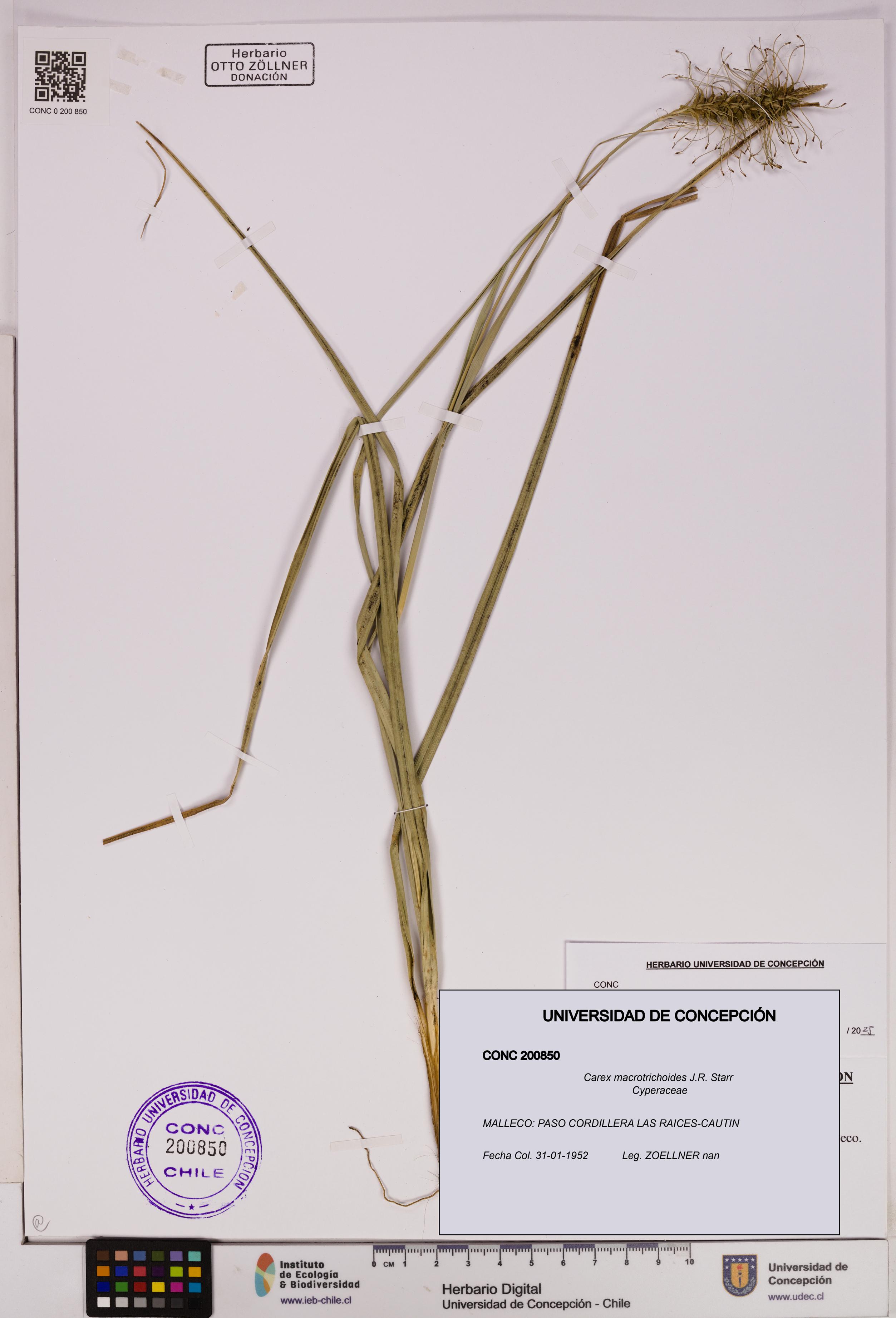 Carex macrotrichoides [Espécimen: UDEC:CONC:0200850]