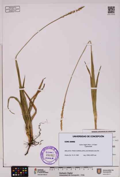 Carex negeri [Espécimen: UDEC:CONC:0200852]