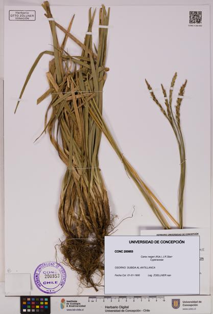 Carex negeri [Espécimen: UDEC:CONC:0200853]