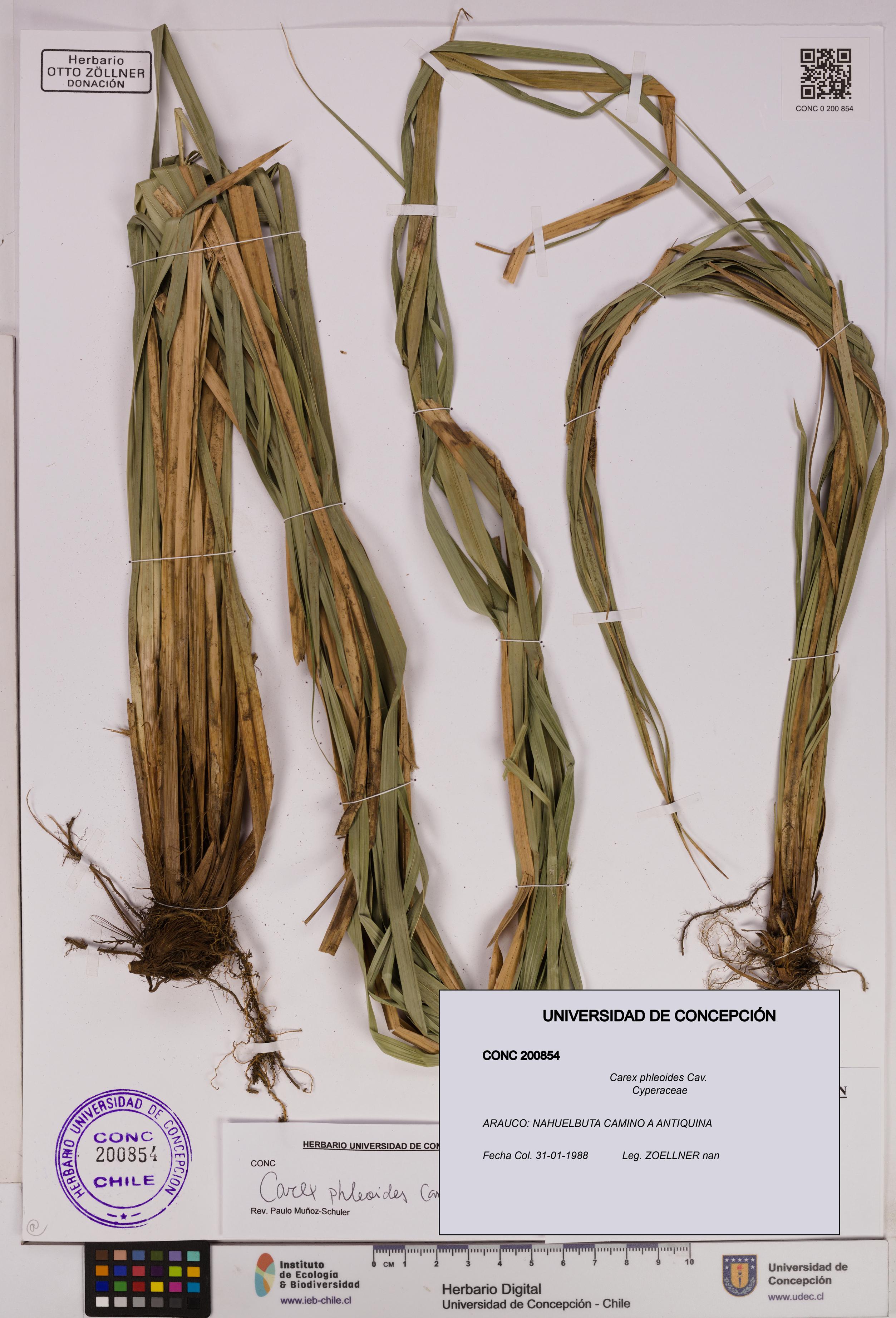 Carex phleoides [Espécimen: UDEC:CONC:0200854]