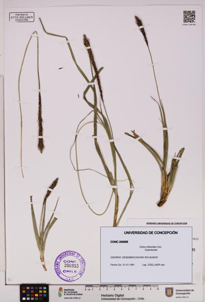 Carex phleoides [Espécimen: UDEC:CONC:0200855]