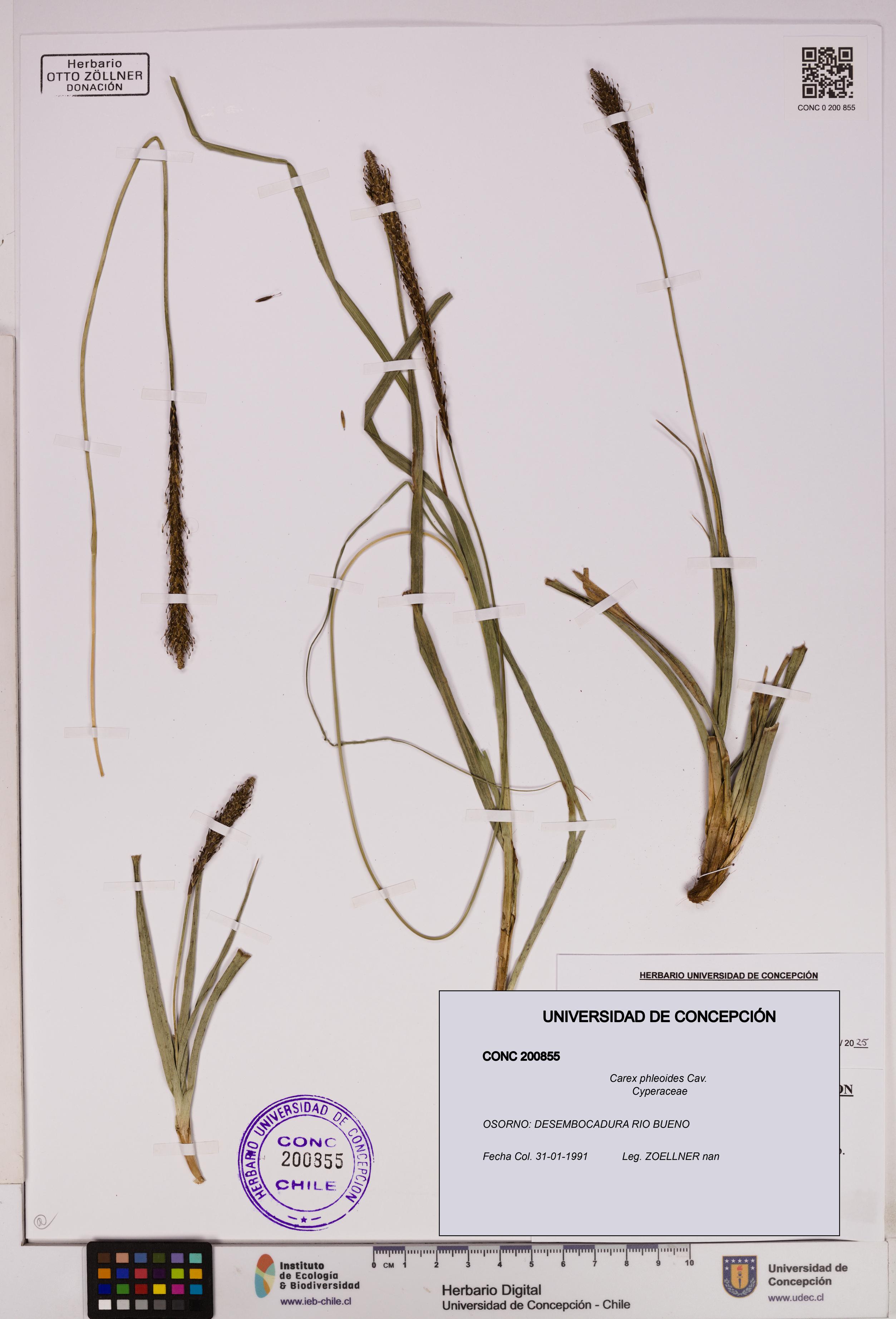 Carex phleoides [Espécimen: UDEC:CONC:0200855]