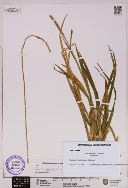 Carex negeri [Espécimen: UDEC:CONC:0200856]