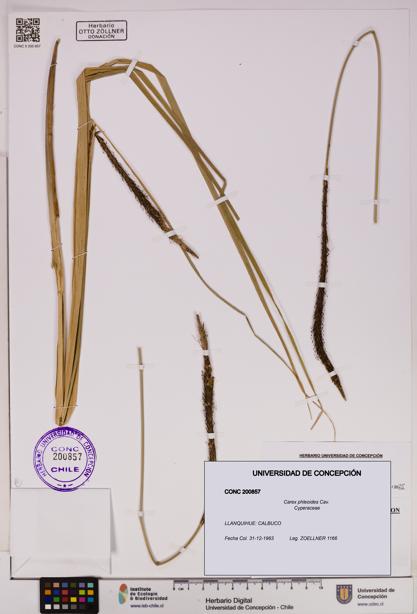 Carex phleoides [Espécimen: UDEC:CONC:0200857]