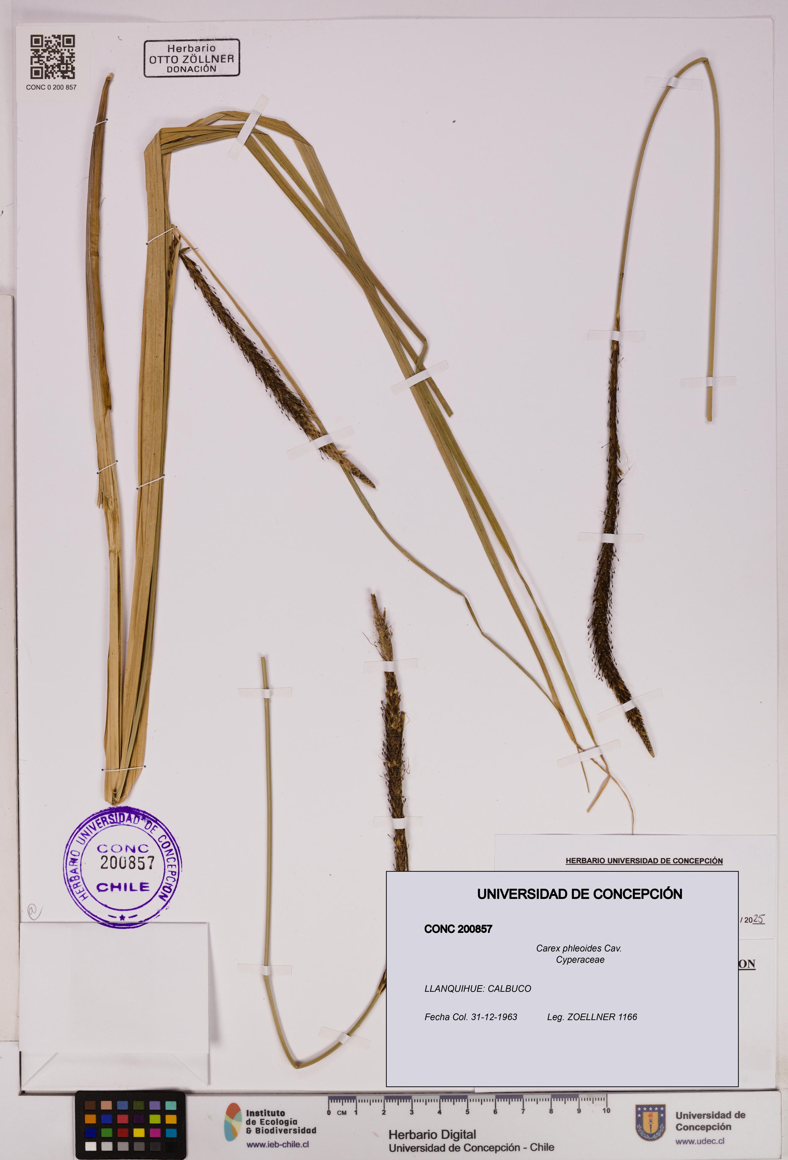 Carex phleoides [Espécimen: UDEC:CONC:0200857]