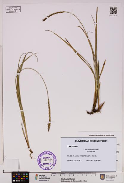 Carex delacosta [Espécimen: UDEC:CONC:0200858]