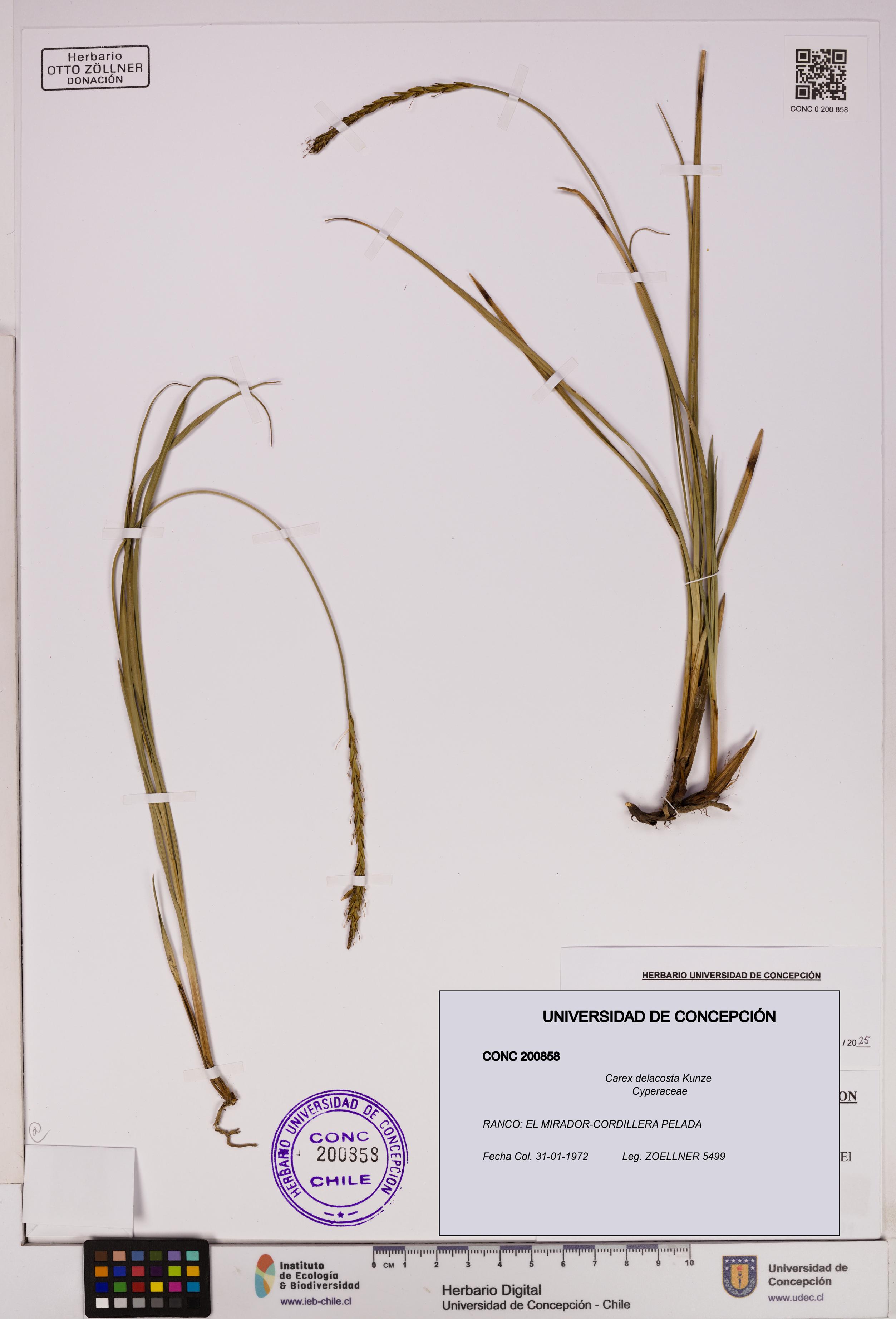 Carex delacosta [Espécimen: UDEC:CONC:0200858]