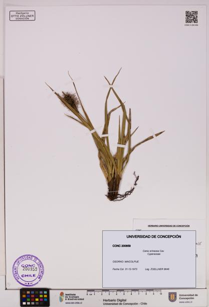 Carex erinacea [Espécimen: UDEC:CONC:0200859]