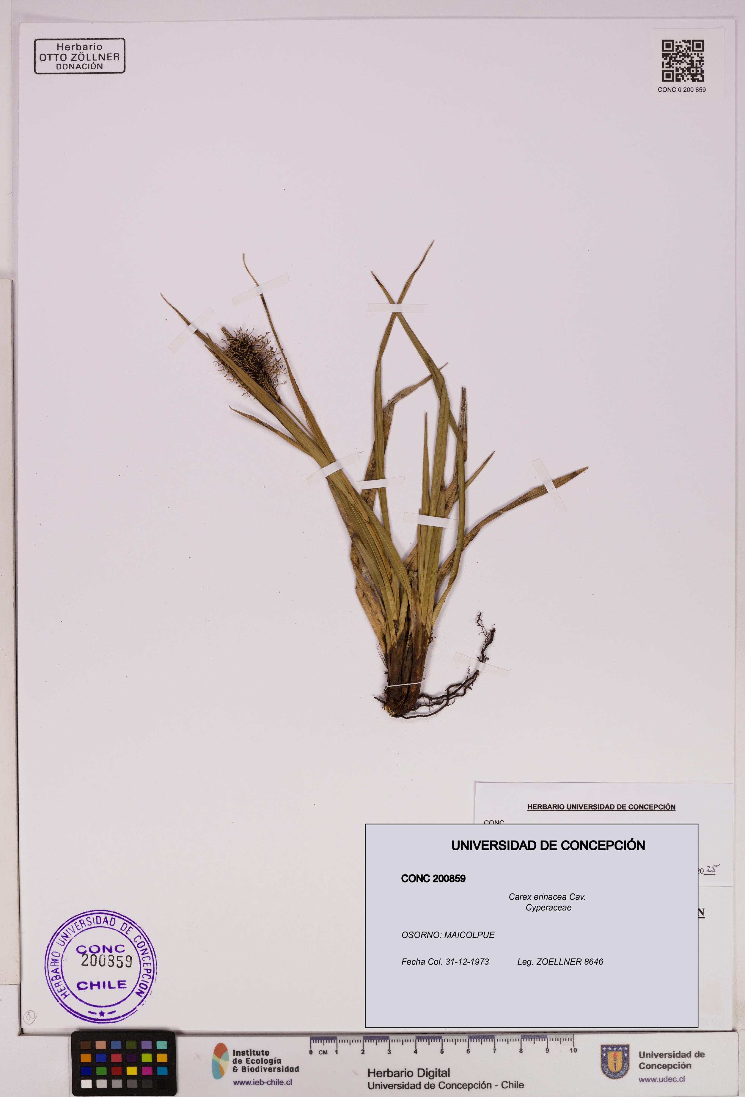Carex erinacea [Espécimen: UDEC:CONC:0200859]