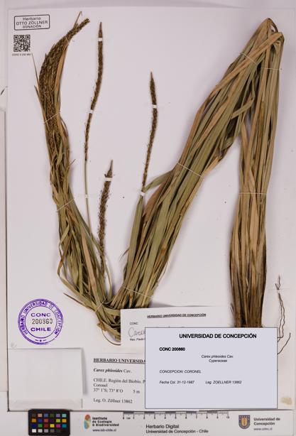 Carex phleoides [Espécimen: UDEC:CONC:0200860]