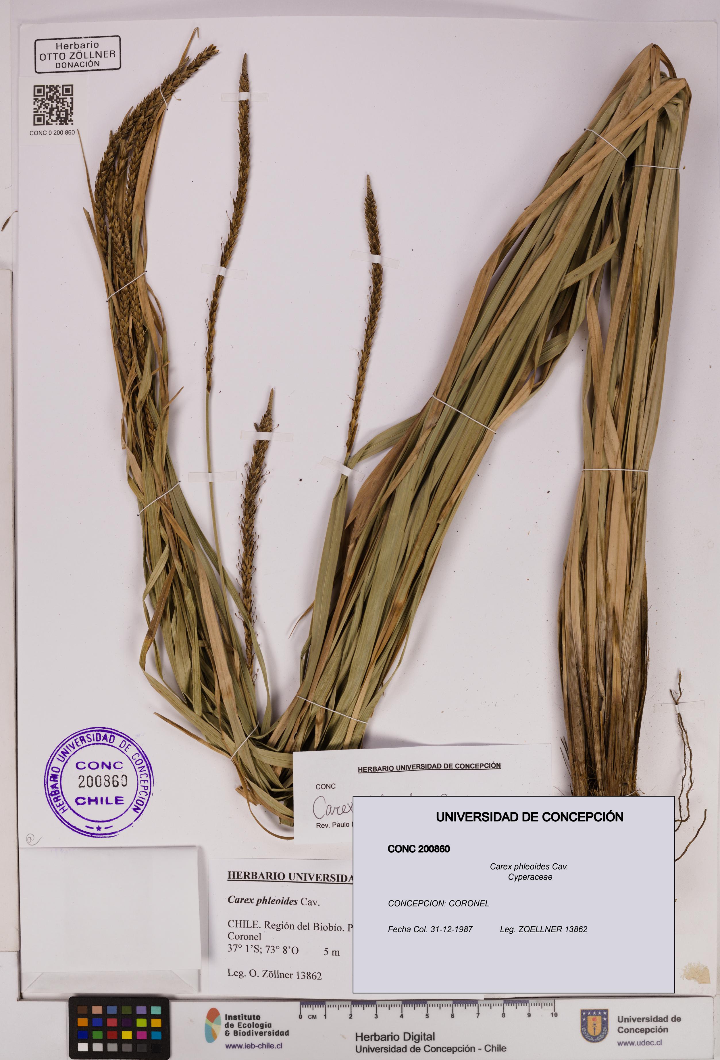 Carex phleoides [Espécimen: UDEC:CONC:0200860]