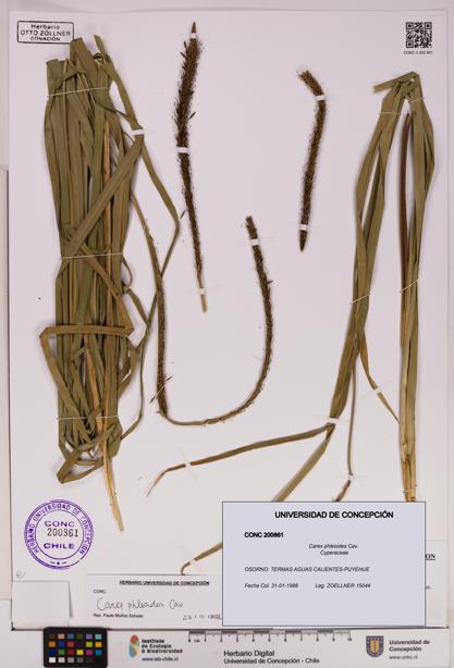 Carex phleoides [Espécimen: UDEC:CONC:0200861]