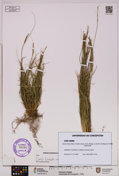 Carex firmula subsp. tenuis [Espécimen: UDEC:CONC:0200862]