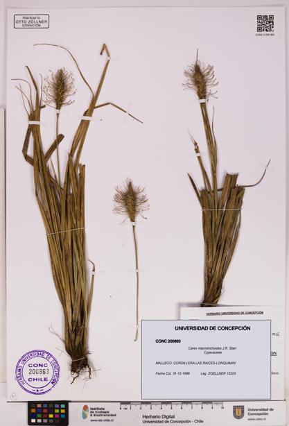 Carex macrotrichoides [Espécimen: UDEC:CONC:0200863]
