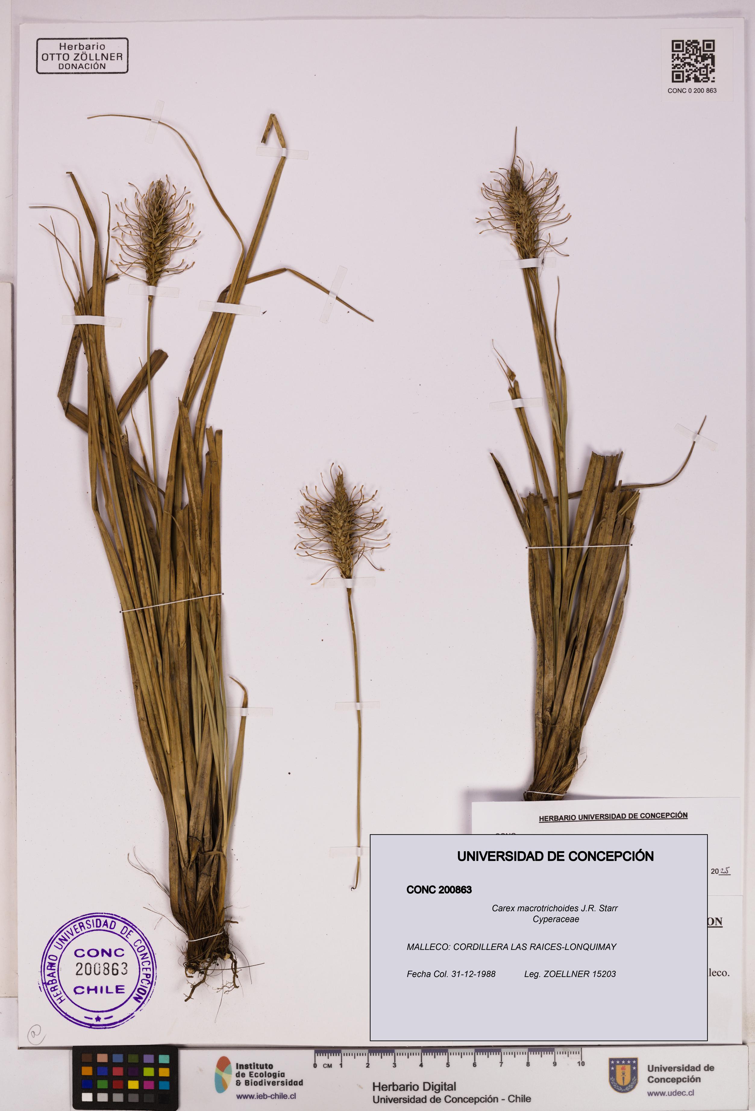 Carex macrotrichoides [Espécimen: UDEC:CONC:0200863]