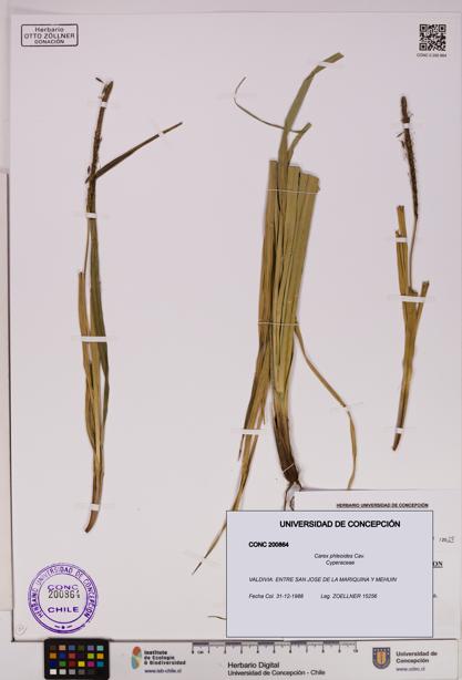 Carex phleoides [Espécimen: UDEC:CONC:0200864]