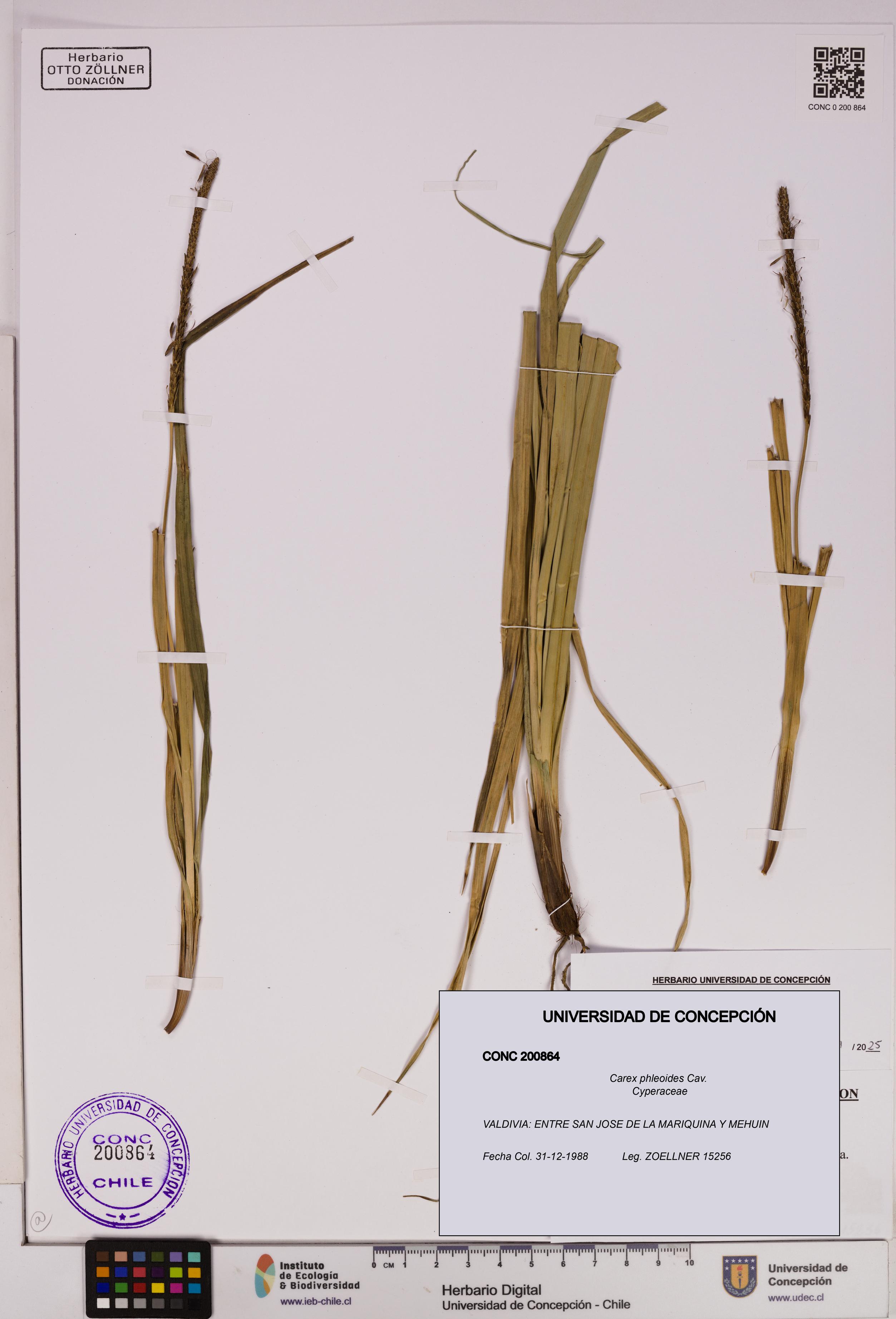 Carex phleoides [Espécimen: UDEC:CONC:0200864]