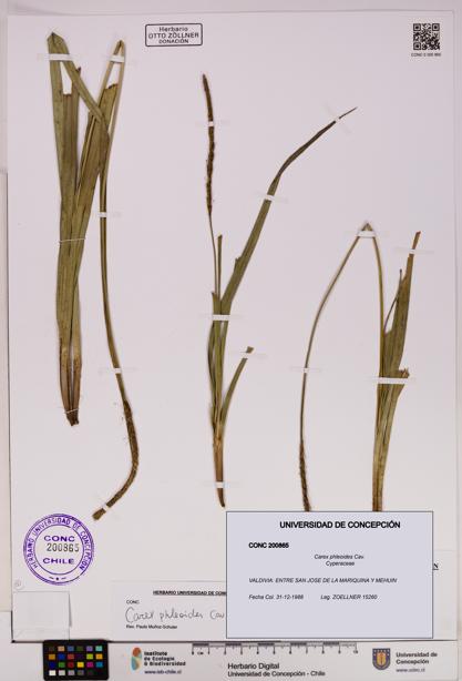 Carex phleoides [Espécimen: UDEC:CONC:0200865]